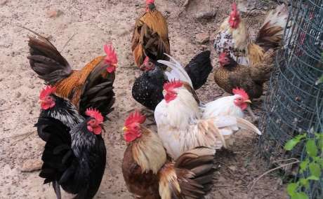 Chicken of all species for sale whatsapp +27734531381